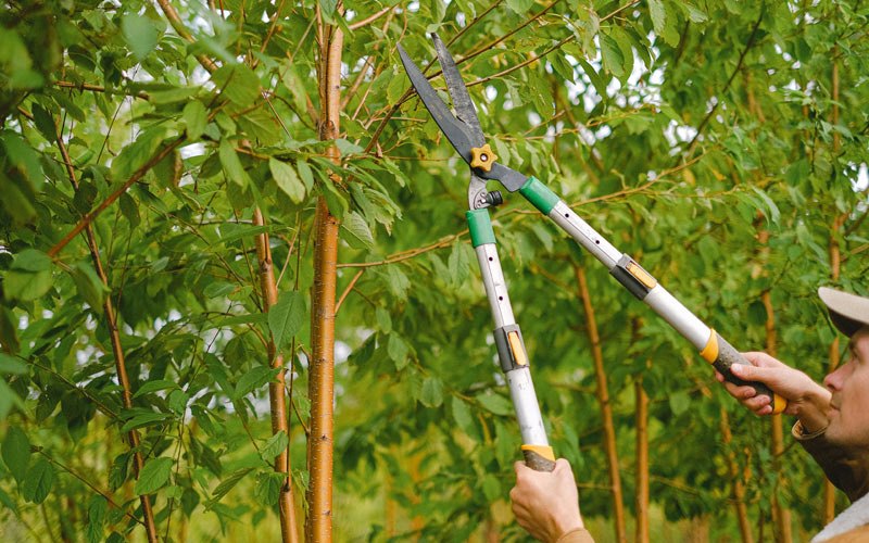 Tree trimming in South Thomaston, ME