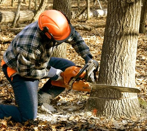 Tree Removal in South Thomaston, ME